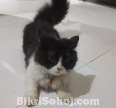 একটি পারসিয়ান মেল ক্যাট সেল হবে